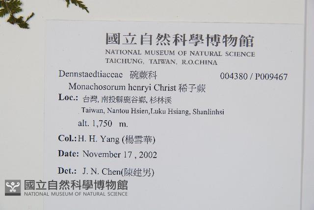 稀子蕨藏品圖，第2張