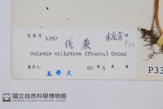 橢圓線蕨藏品圖，第2張