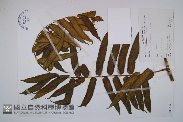 觀音座蓮藏品圖，第1張