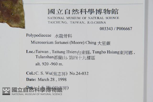 大星蕨藏品圖，第2張