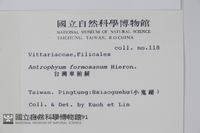 臺灣車前蕨藏品圖，第2張