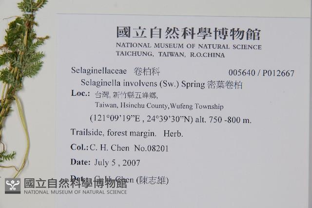 全緣卷柏藏品圖，第1張