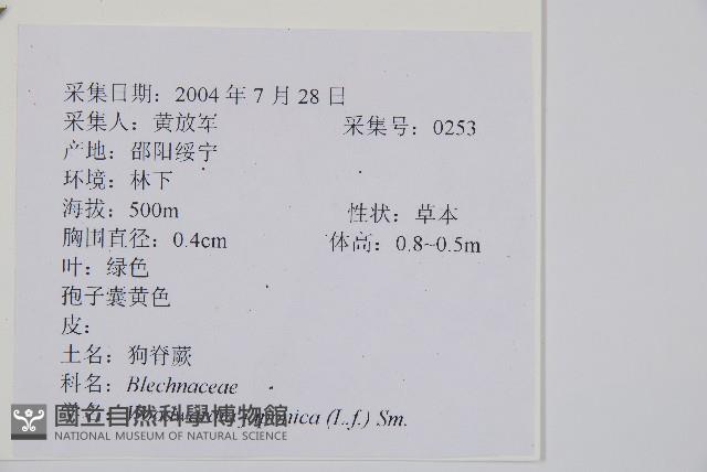 日本狗脊蕨藏品圖，第2張