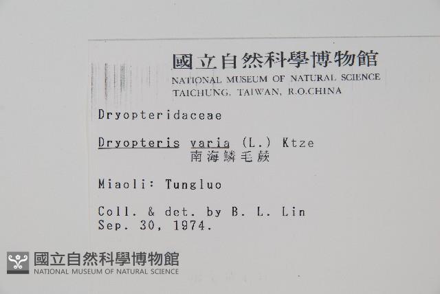 南海鱗毛蕨藏品圖，第2張