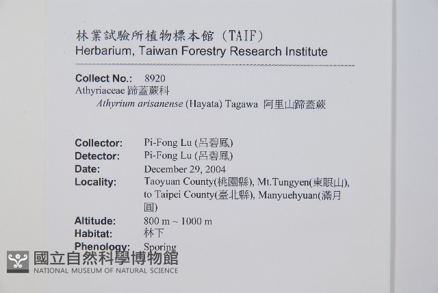 阿里山蹄蓋蕨藏品圖，第2張