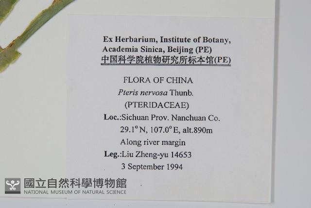 鳳尾蕨藏品圖，第2張