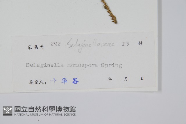 單抱卷柏藏品圖，第2張