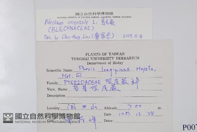 烏毛蕨藏品圖，第2張