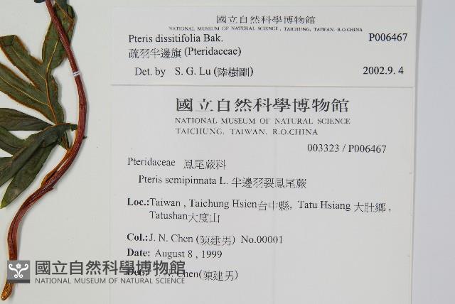 疏羽半邊旗藏品圖，第2張