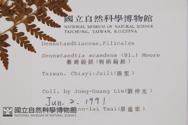 刺柄碗蕨藏品圖，第2張