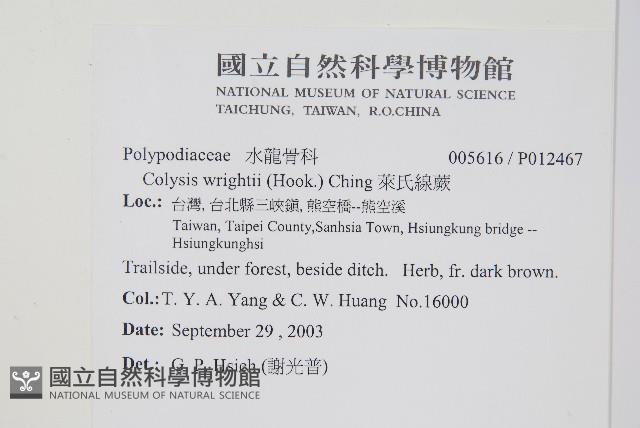 萊氏線蕨藏品圖，第2張