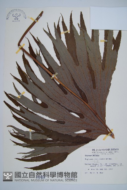 雙扇蕨藏品圖，第1張