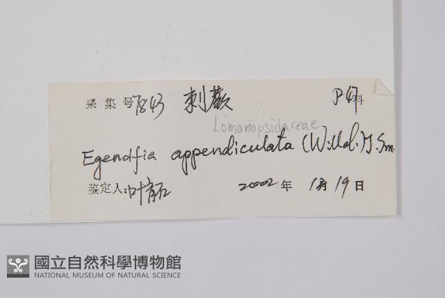 刺蕨藏品圖，第2張