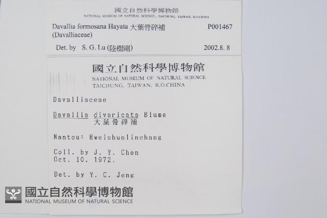 大葉骨碎補、台灣骨碎補、骨碎補藏品圖，第2張