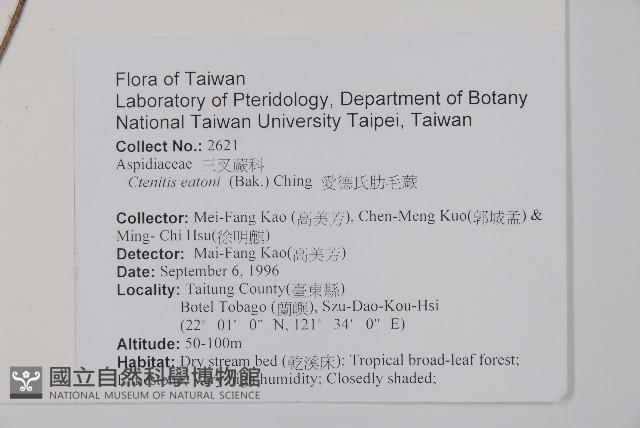 愛德氏肋毛蕨藏品圖，第2張