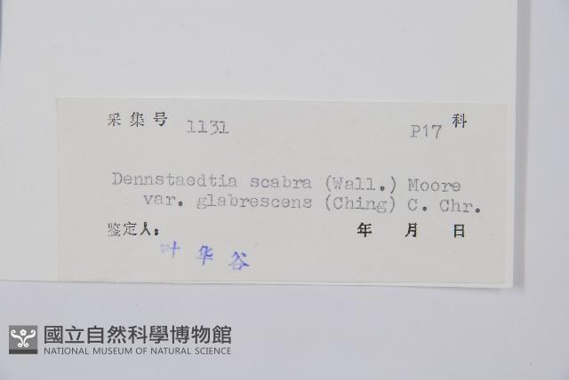 光葉碗蕨藏品圖，第2張