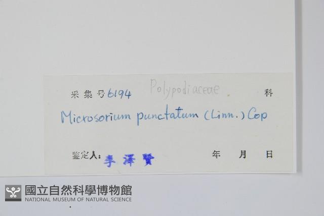 星蕨藏品圖，第2張