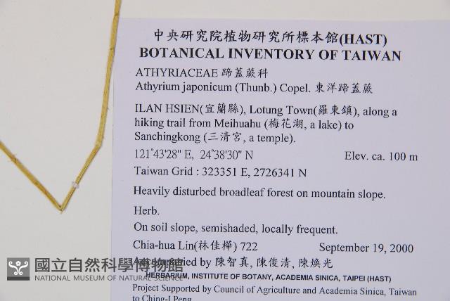 東洋蹄蓋蕨藏品圖，第2張