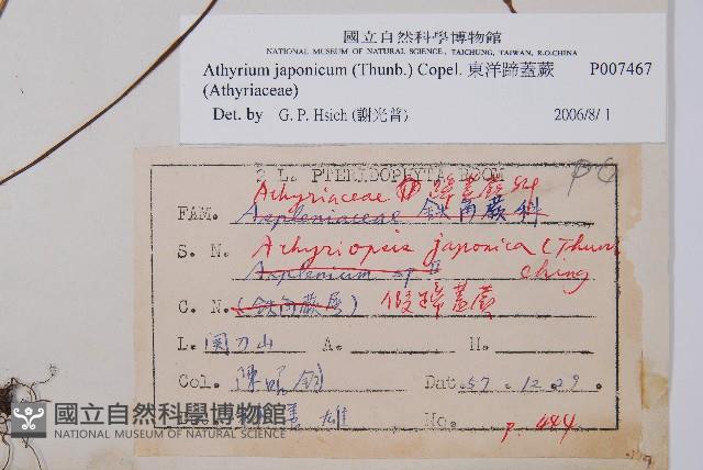 東洋蹄蓋蕨藏品圖，第2張