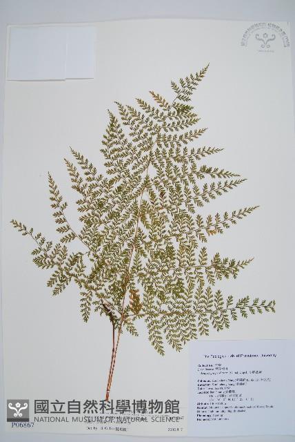 台灣小膜蓋蕨藏品圖，第1張