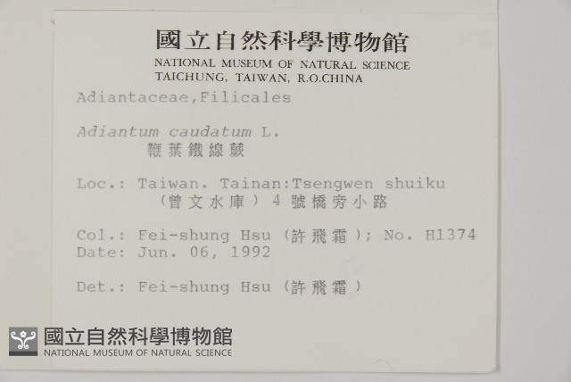 鞭葉鐵線蕨藏品圖，第2張