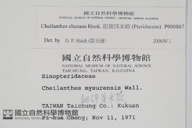 細葉碎米蕨藏品圖，第2張