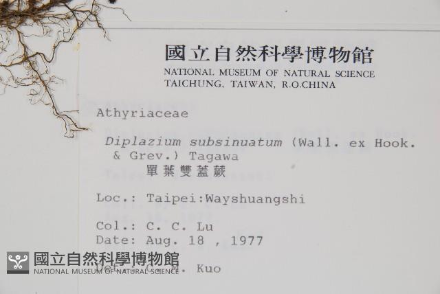 單葉雙蓋蕨藏品圖，第2張