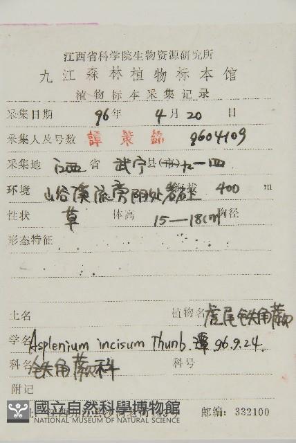 縮羽鐵角蕨藏品圖，第2張