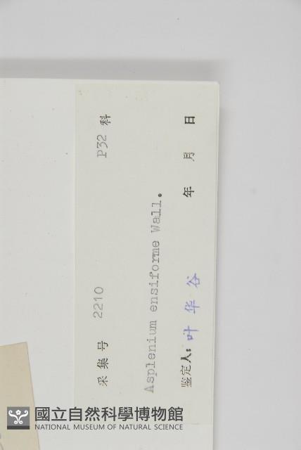 劍葉鐵角蕨、箭葉鐵角蕨藏品圖，第2張