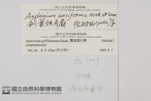 劍葉鐵角蕨、箭葉鐵角蕨藏品圖，第2張
