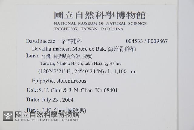 海州骨碎補藏品圖，第2張