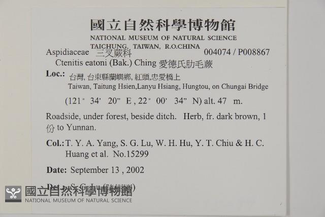 愛德氏肋毛蕨藏品圖，第2張