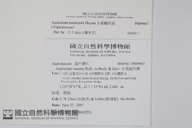 小葉鐵角蕨藏品圖，第2張