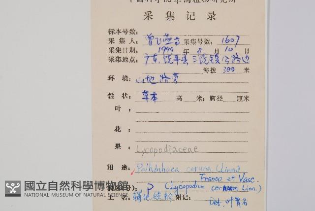 燈龍草藏品圖，第2張