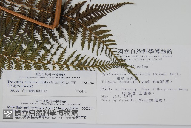 粗毛金星蕨藏品圖，第2張
