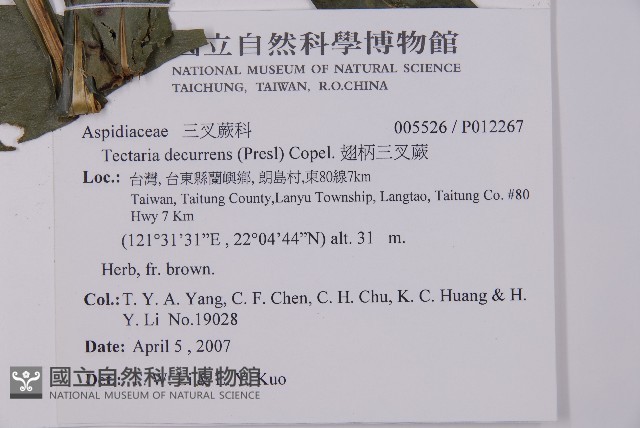 翅柄三叉蕨藏品圖，第5張