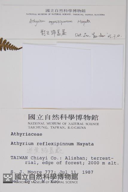 對生蹄蓋蕨藏品圖，第2張