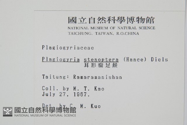 耳形瘤足蕨藏品圖，第2張