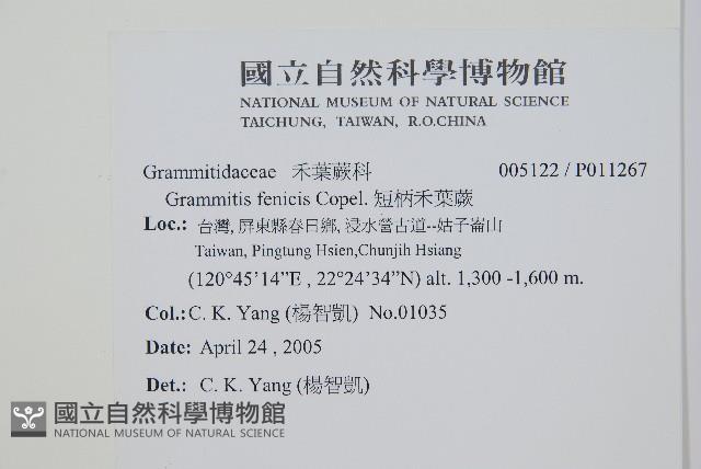 短柄禾葉蕨藏品圖，第2張