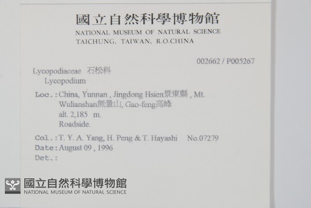 石松藏品圖，第2張
