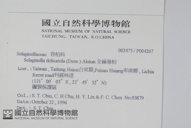 全緣卷柏藏品圖，第2張