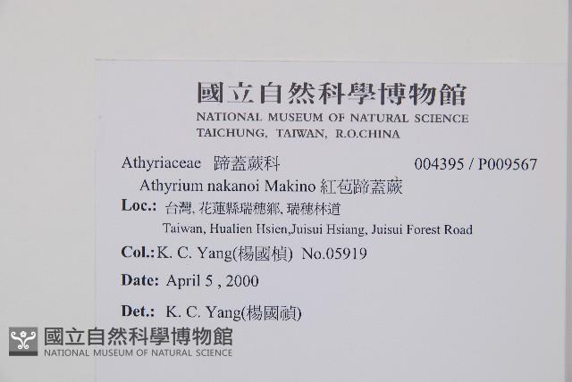 紅苞蹄蓋蕨藏品圖，第2張