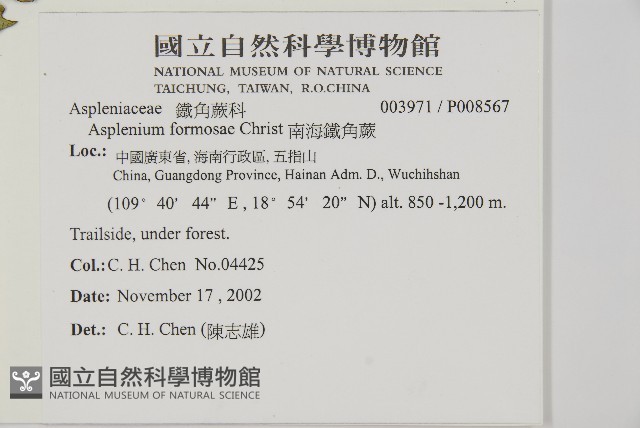 南海鐵角蕨藏品圖，第2張