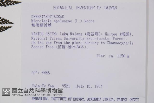 熱帶鱗蓋蕨藏品圖，第2張