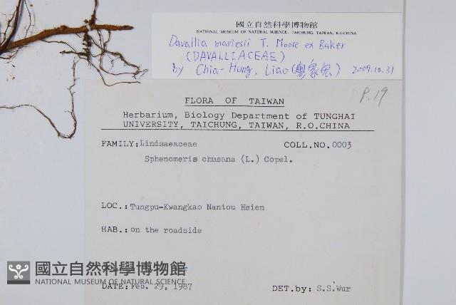 海州骨碎補藏品圖，第2張