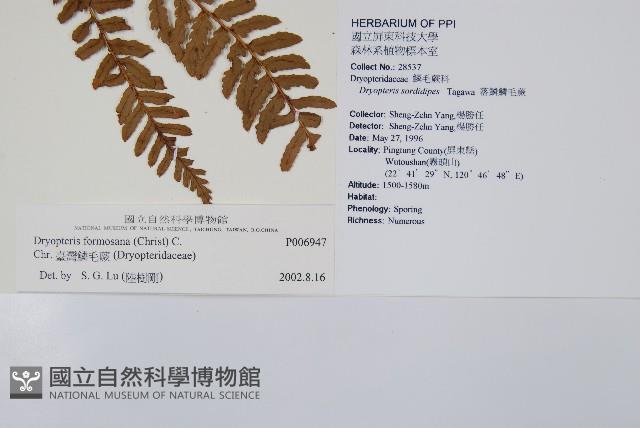 臺灣鱗毛蕨藏品圖，第2張