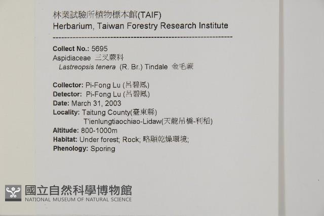 金毛蕨藏品圖，第2張
