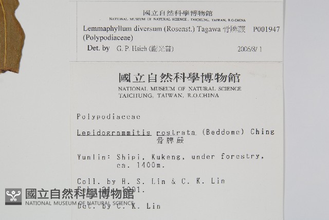 骨牌蕨藏品圖，第2張