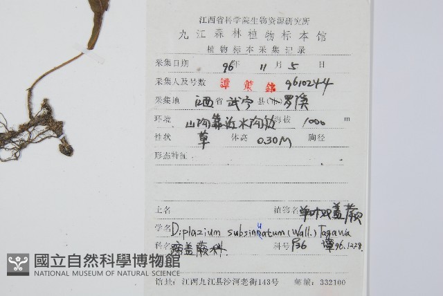 單葉雙蓋蕨藏品圖，第2張