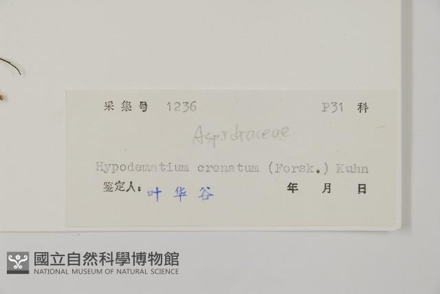 腫足蕨藏品圖，第2張